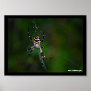 Poster Araignée waspe, Argiope