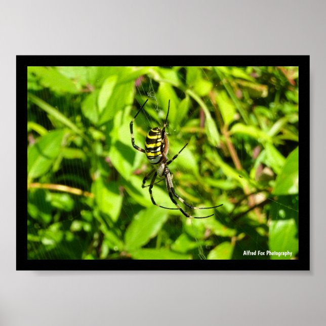 Poster Araignée waspe dans le vert (Devant)