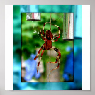 Poster araignées