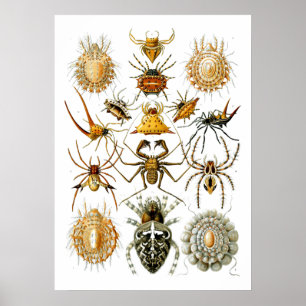 Poster Araignées Arachnida Illustrations par Ernst Haecke