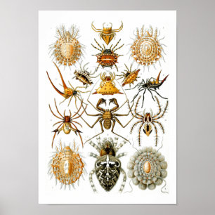 Poster Araignées, Ernst Haeckel Fine Art