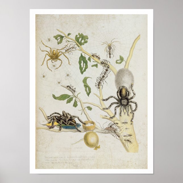 Poster Araignées : Mygole, plaque 18 de 'Over de Voorteel (Devant)