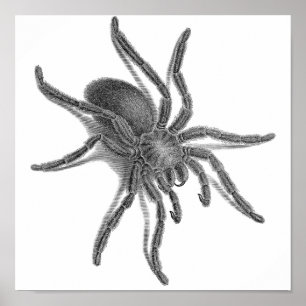 Poster Aranea Avicularia, Black Cuban Spider