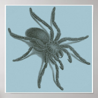 Poster Aranea Avicularia, Black Cuban Spider