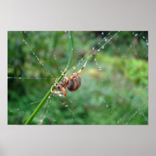 Poster Araneus - Orb Weaver Spider