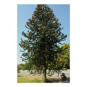 Poster Araucaria du Chili.