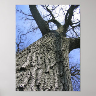 Poster Arborescence de rêve