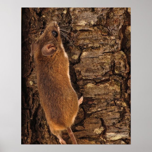 Poster Arborescence des Escalades de souris (Devant)
