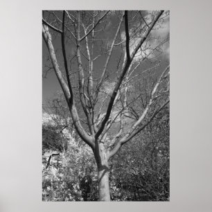 Poster Arborescence Sun Worship