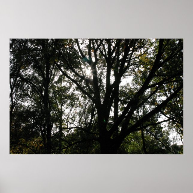 Poster Arbre (Devant)