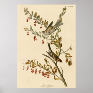 Poster Arbre
