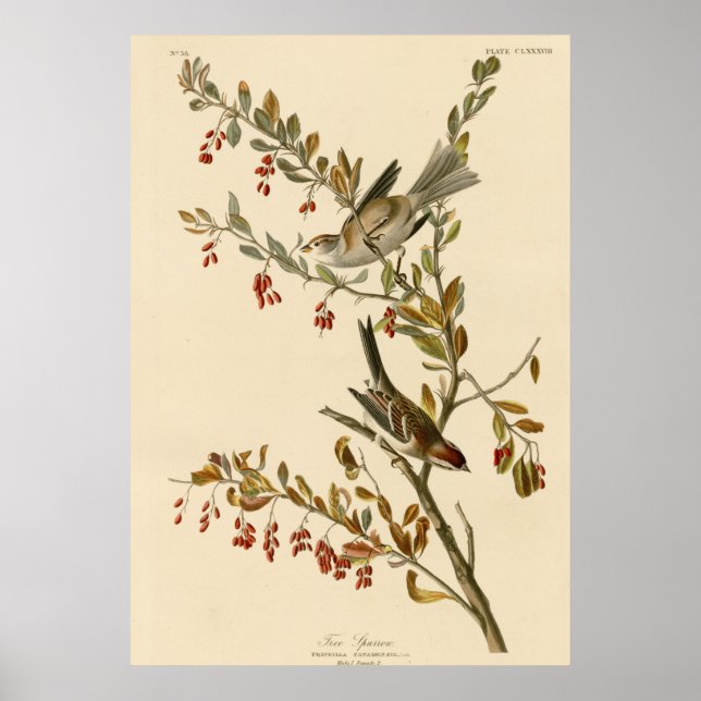 Poster Arbre (Devant)