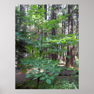 Poster Arbre à chiens