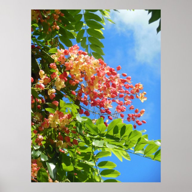 Poster Arbre à douche arc-en-ciel (Devant)