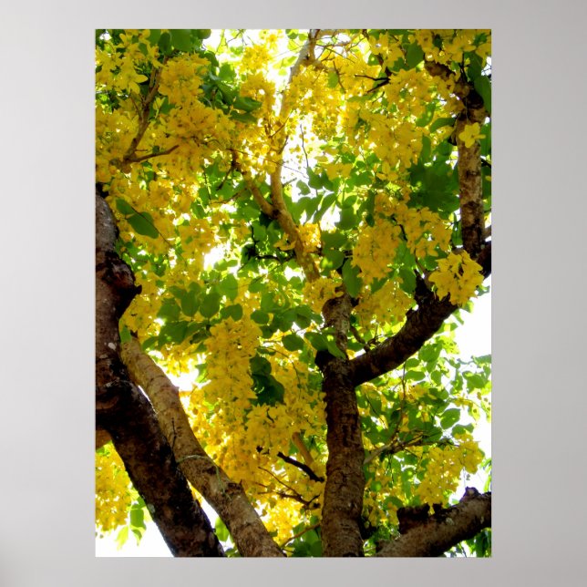 Poster Arbre à douche d'or (Devant)
