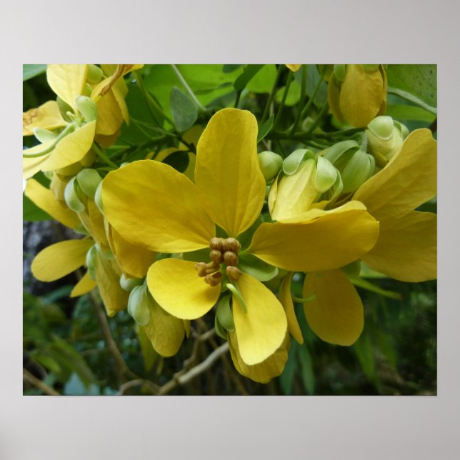 Poster Arbre à douche dorée Tropical Jaune Floral (Devant)