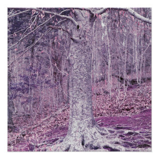 Poster Arbre à Dunbar