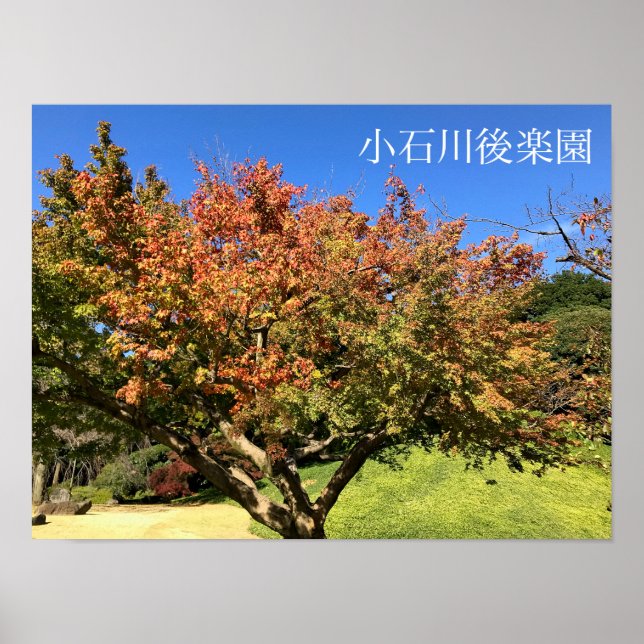 Poster Arbre à érable coloré (Devant)