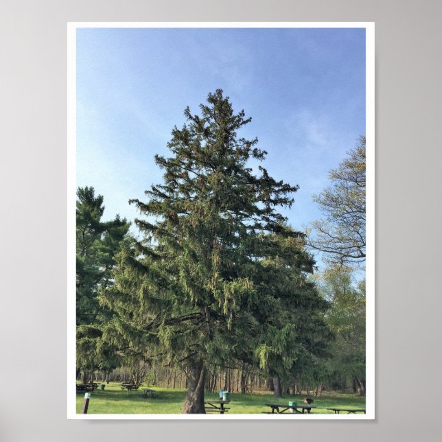 Poster Arbre à feuillage persistant (Devant)