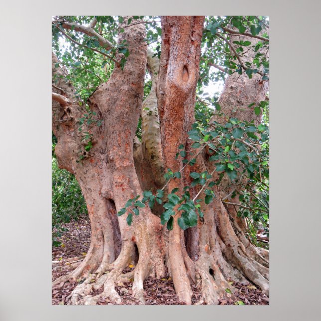Poster Arbre à fibres sycamore (Devant)