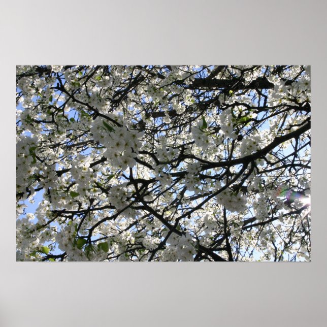 Poster Arbre à fleurs (Devant)
