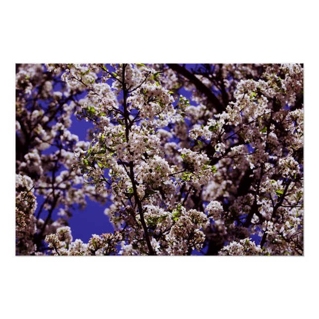 Poster Arbre à fleurs (Devant)