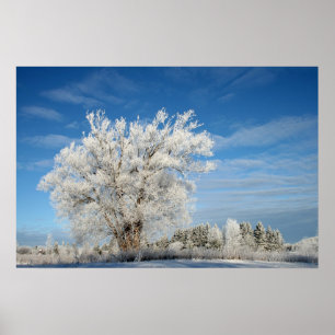 Poster Arbre à glace