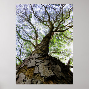 Poster Arbre à oreilles
