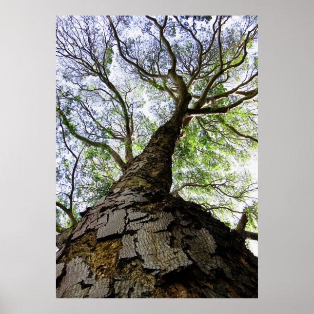 Poster Arbre à oreilles (Devant)