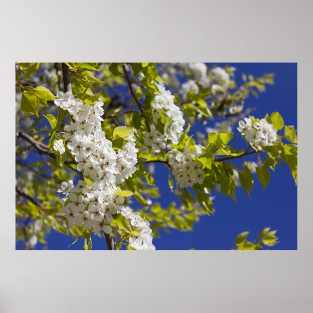 Poster Arbre à poires florales (Devant)