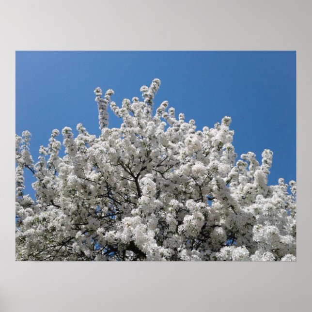 Poster Arbre à pommes de neige printanières en fleurs (Devant)
