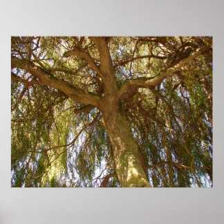 Poster Arbre à saules