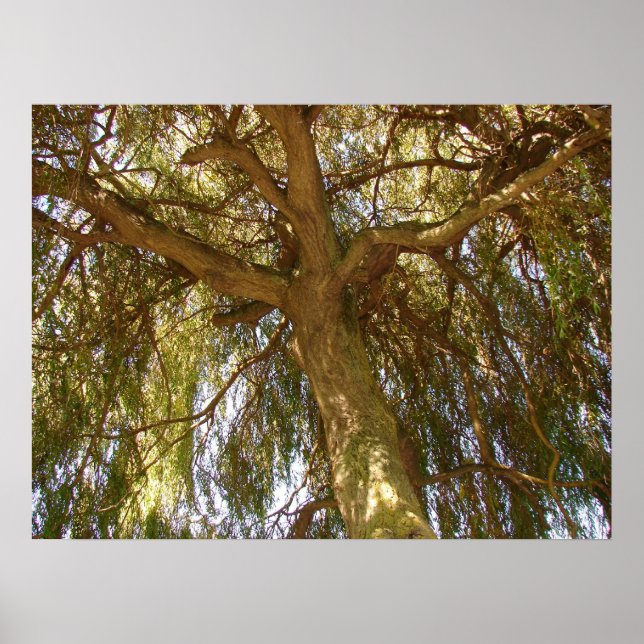 Poster Arbre à saules (Devant)