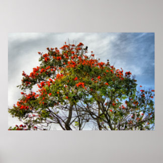 Poster Arbre à tulipes africaines.