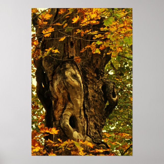 Poster Arbre ancien (Devant)