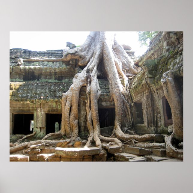 Poster Arbre Angkor (Devant)