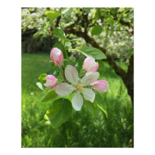 Poster Arbre Apple