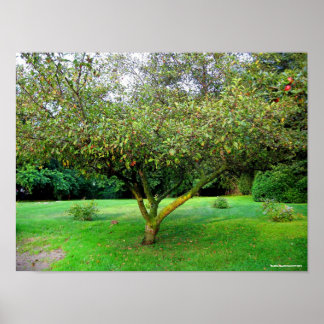 Poster Arbre Apple