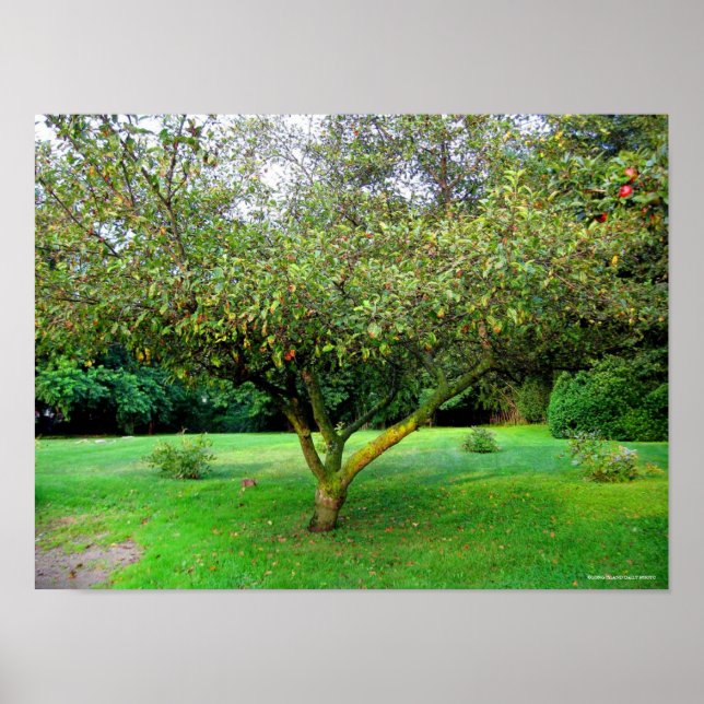 Poster Arbre Apple (Devant)