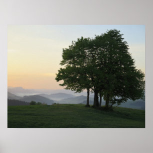 Poster Arbre au lever du soleil