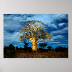 Poster Arbre Baobab (Adansonia) éclairé par la lune