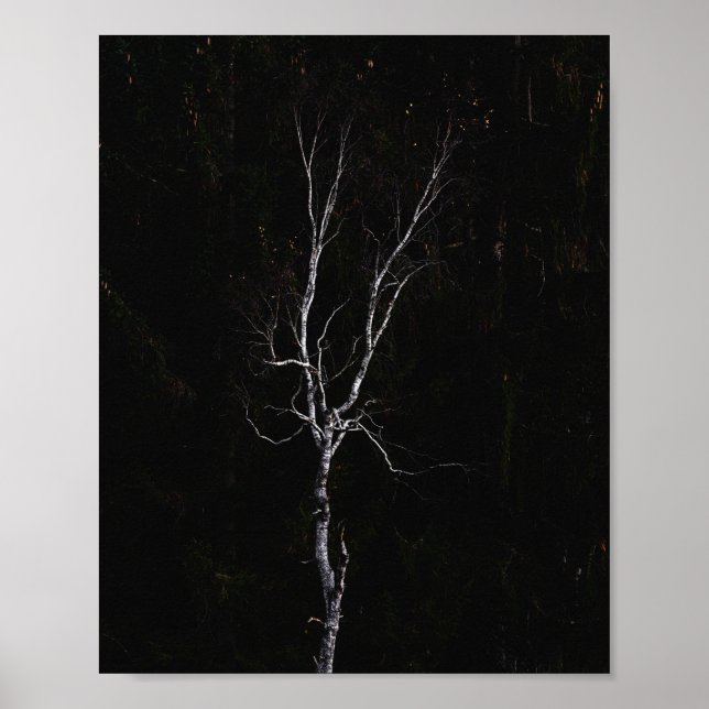 Poster Arbre blanc solitaire (Devant)