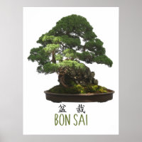 Arbre Bonsaï Japonais et Symbole