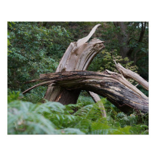 Poster Arbre brisé