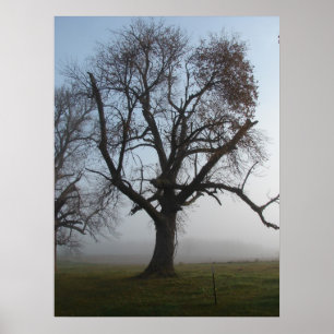 Poster Arbre brumeux de matin