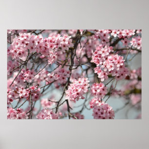 Poster Arbre cerise en fleurs