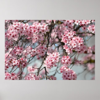 Poster Arbre cerise en fleurs