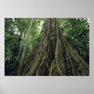 Poster Arbre cerné dans la forêt tropicale, Corcovado