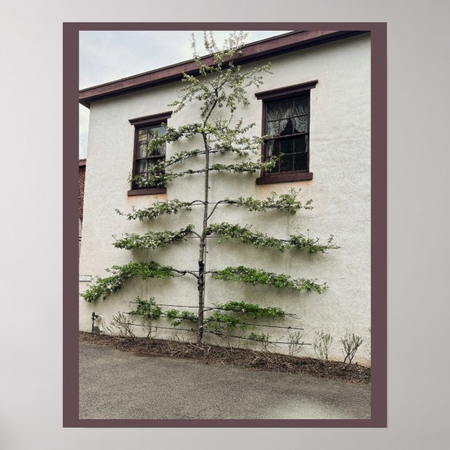 Poster Arbre contre mur (Devant)