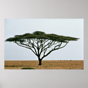 Poster Arbre d'acacia d'épine de parapluie